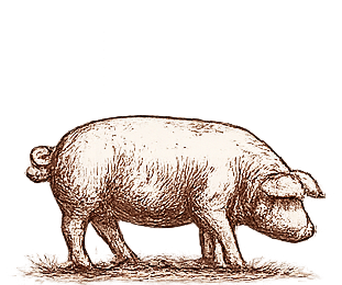 Hog processing